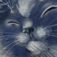 Gatto